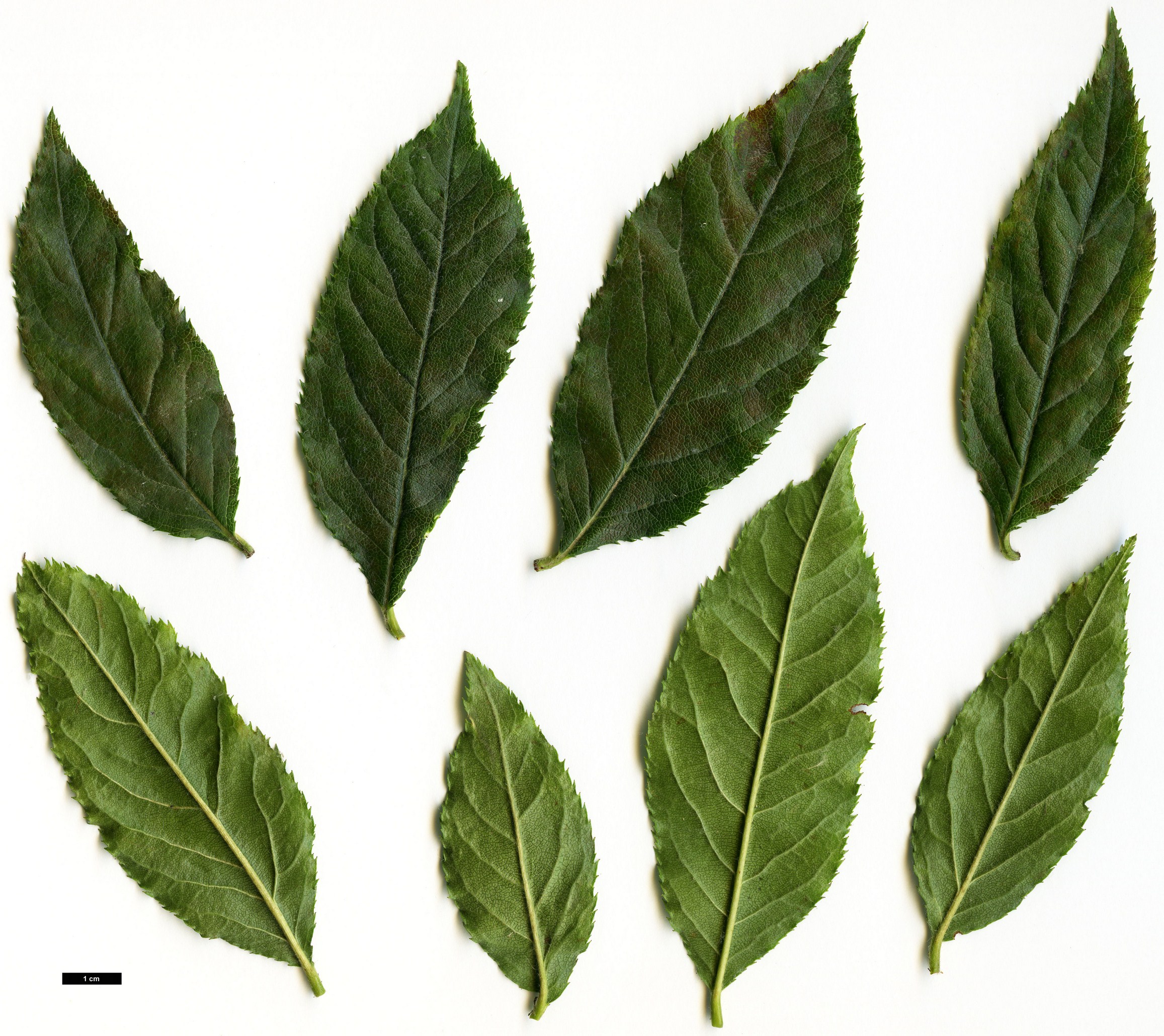 High resolution image: Family: Rosaceae - Genus: Photinia - Taxon: arguta